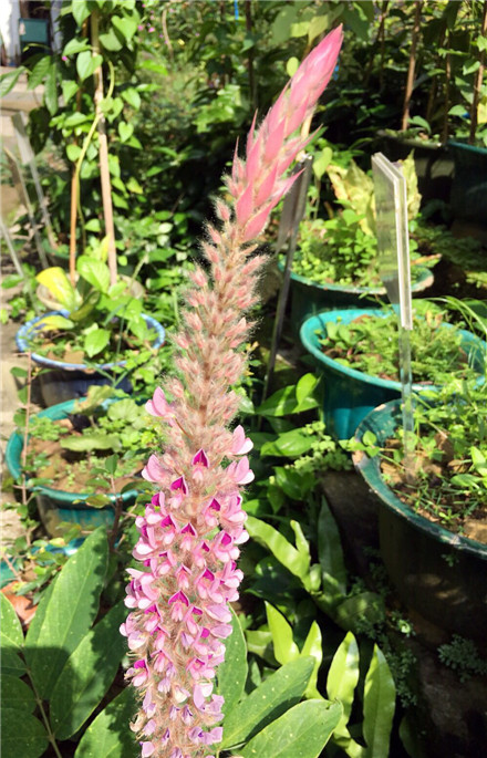 陈武光教授三请你欣赏被遗忘小花-关心下一代工作